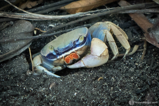 Crab of some sort, Cahuita National Park, Costa Rica