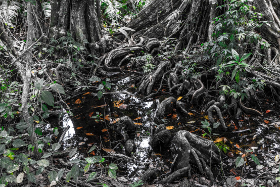 Tree roots, Cahuita national Park, Costa Rica