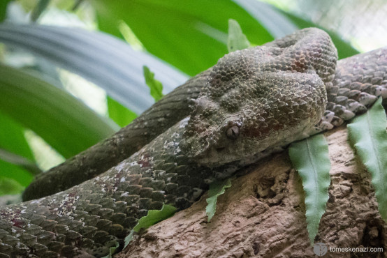 Wildlife saved and looked after in Jaguar Rescue Center, Puerto Viejo, Costa Rica