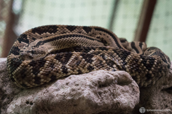 Wildlife saved and looked after in Jaguar Rescue Center, Puerto Viejo, Costa Rica