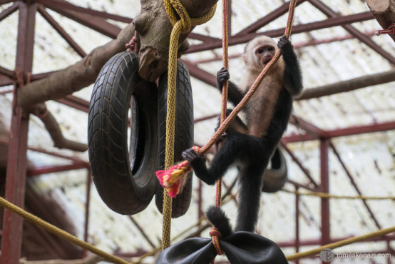 Wildlife saved and looked after in Jaguar Rescue Center, Puerto Viejo, Costa Rica