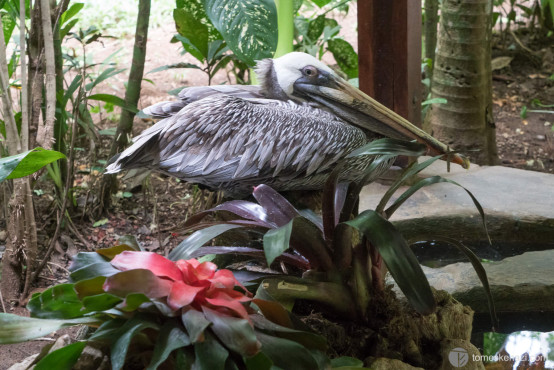 Wildlife saved and looked after in Jaguar Rescue Center, Puerto Viejo, Costa Rica