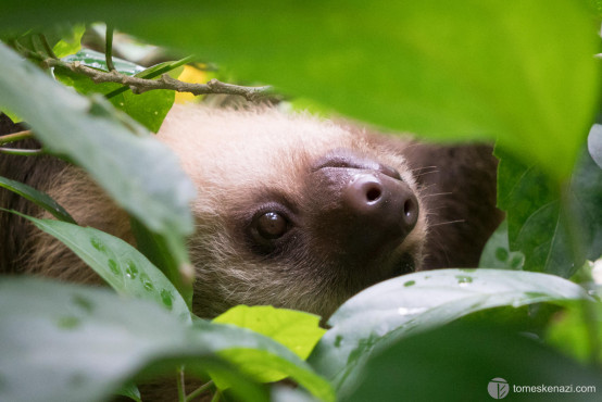 Wildlife saved and looked after in Jaguar Rescue Center, Puerto Viejo, Costa Rica