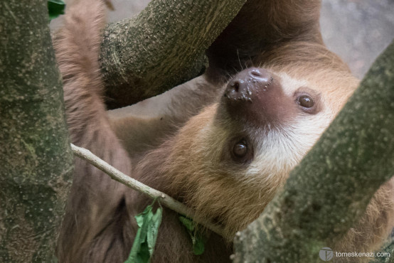 Wildlife saved and looked after in Jaguar Rescue Center, Puerto Viejo, Costa Rica