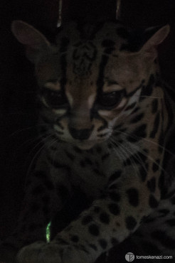 Wildlife saved and looked after in Jaguar Rescue Center, Puerto Viejo, Costa Rica