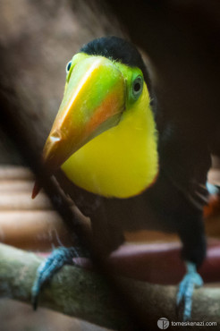 Wildlife saved and looked after in Jaguar Rescue Center, Puerto Viejo, Costa Rica