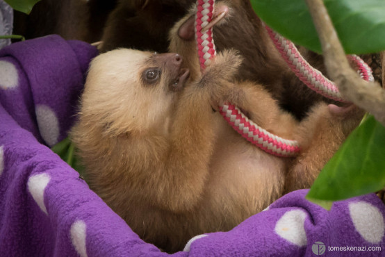 Wildlife saved and looked after in Jaguar Rescue Center, Puerto Viejo, Costa Rica