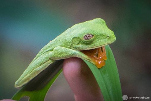Wildlife saved and looked after in Jaguar Rescue Center, Puerto Viejo, Costa Rica