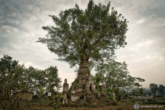 A tree at the center of an Ancient Stupa - Hsipaw, Myanmar