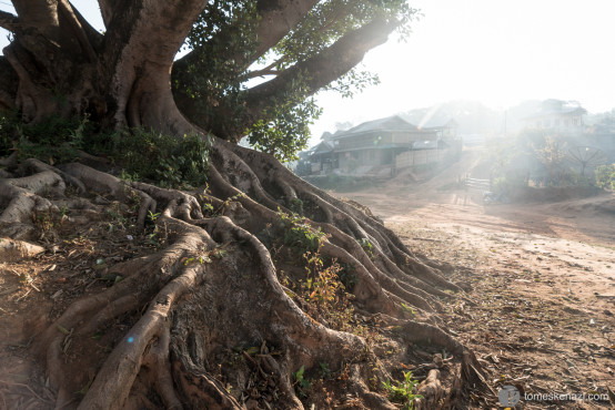 Huge tree, Hsipaw trek, Myanmar