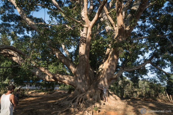 Huge tree, Hsipaw trek, Myanmar