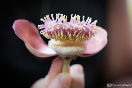 Weird looking Flower, like it's talking to me! Hpa-An, Myanmar