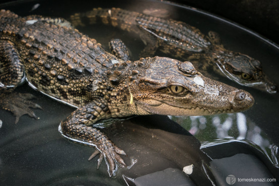 Baby Crododile, Battambang Crocodile Farm, Cambodia