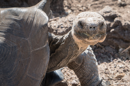 Tortoise, Galapagos