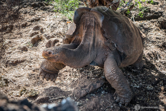 Tortoise, Galapagos