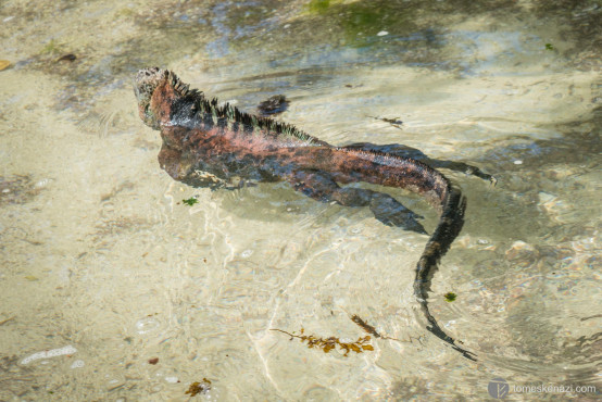 Iguana, Galapagos