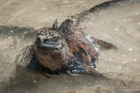 Iguana, Galapagos