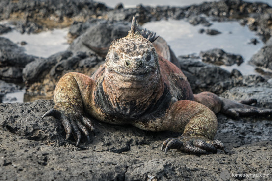 Iguana, Galapagos