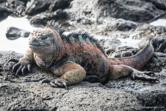 Iguana, Galapagos