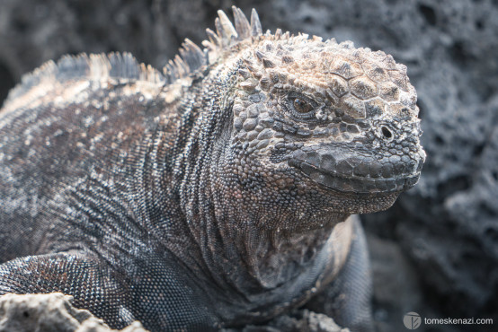 Iguana, Galapagos