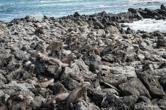 Loads of Iguanas, Galapagos. Could you see them all?