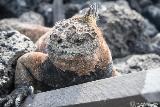 Iguana, Galapagos