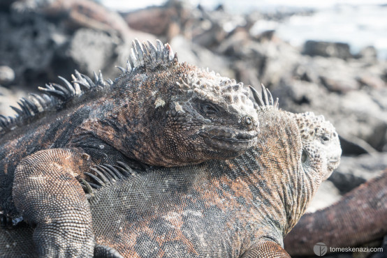 Iguanas, Galapagos