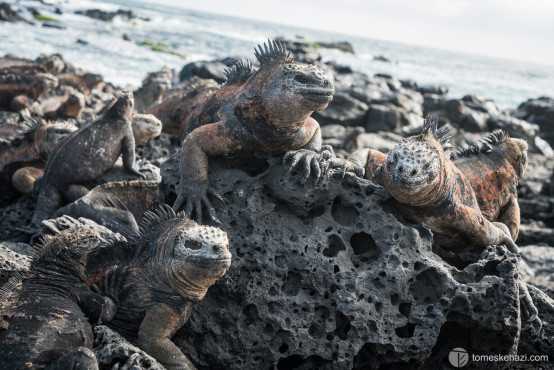 Iguanas, Galapagos