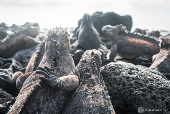 Iguanas, Galapagos