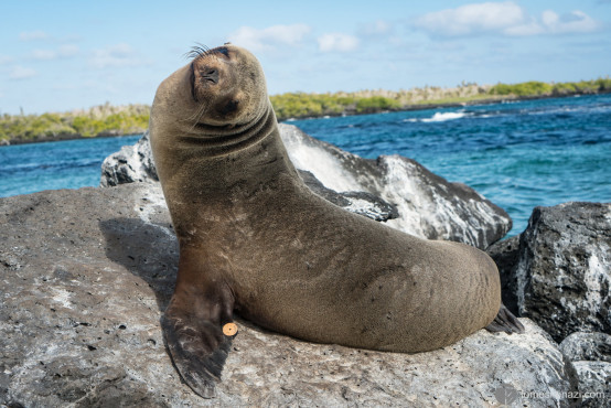 Sea Lion, Galapagos
