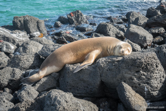 Sea Lion, Galapagos