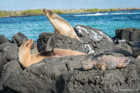 Ecuador_Galapagos_DSC06908