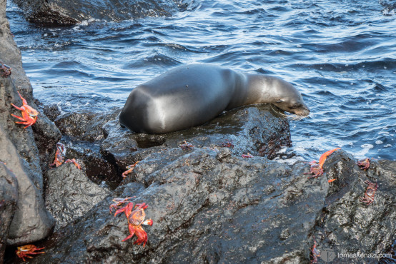 Sea Lion, Galapagos