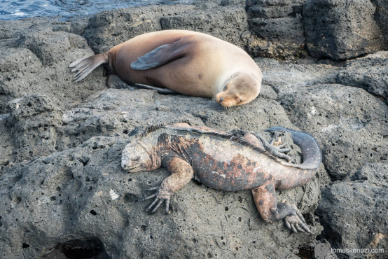 Sea Lion and Iguana, Galapagos