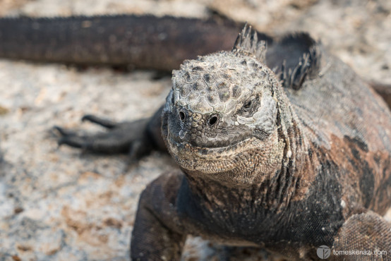 Iguana, Galapagos