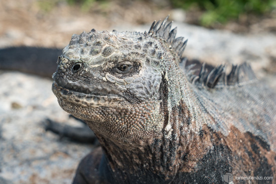 Iguana, Galapagos