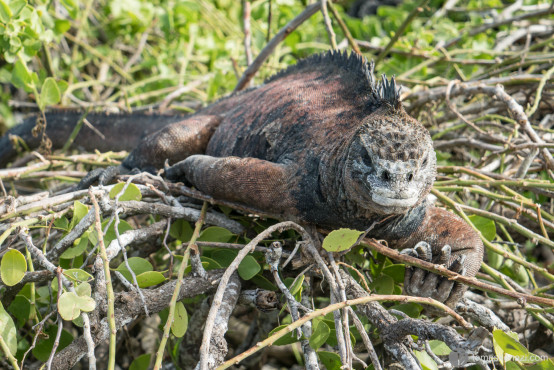 Iguana, Galapagos