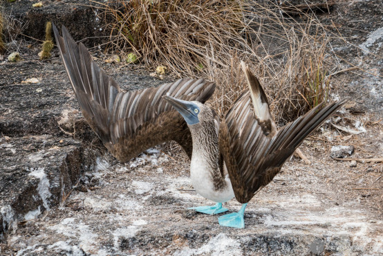 Blue-feet Boobies, Galapagos