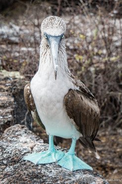 Blue-feet Boobies, Galapagos