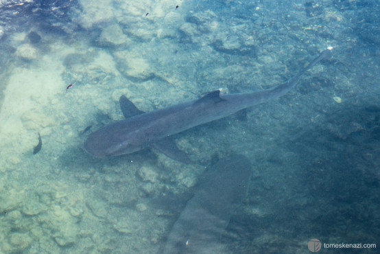 White-tip Sharks, Galapagos