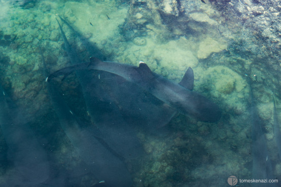 White-tip Sharks, Galapagos