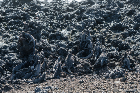 Loads of Iguanas... Could you spot them all?