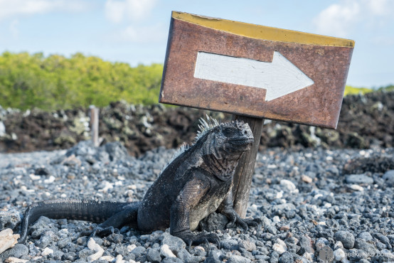 Iguana leading the way, Galapagos