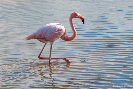 Flamingo in its natural reserve, Galapagos