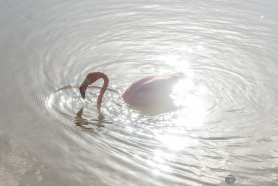 Flamingo in its natural reserve, Galapagos