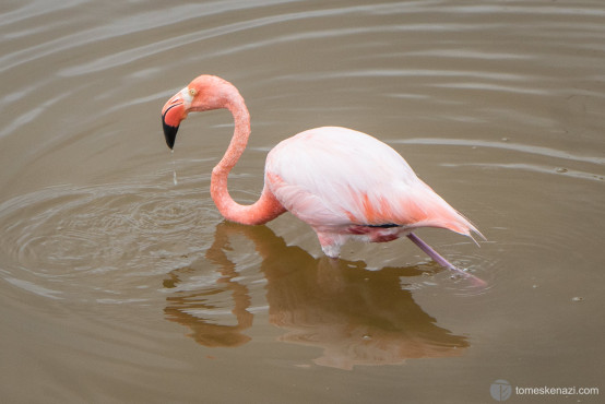 Flamingo in its natural reserve, Galapagos