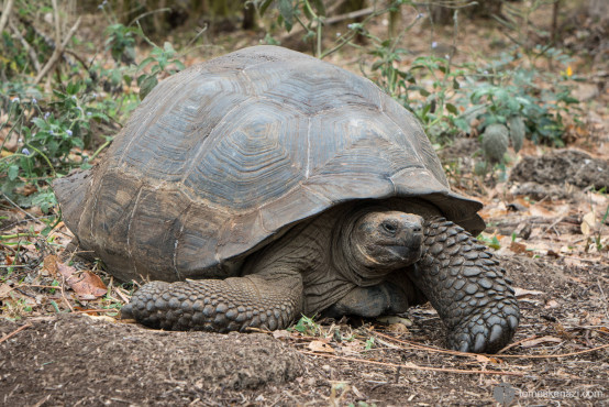 Tortoise, Galapagos