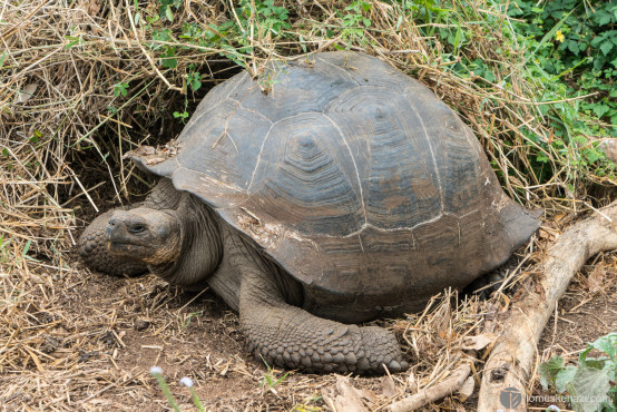 Tortoise, Galapagos