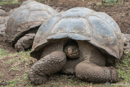 Tortoise, Galapagos