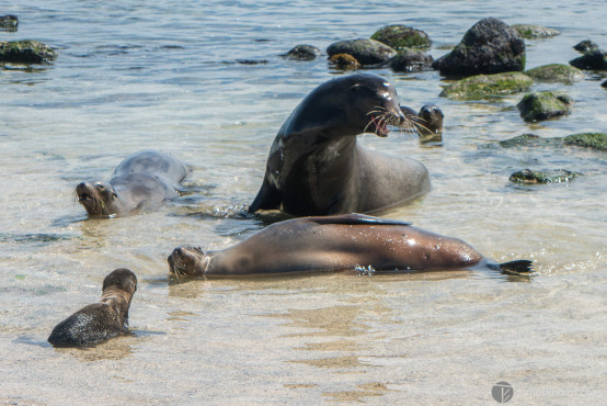 Family of Sea Lions, Galapagos